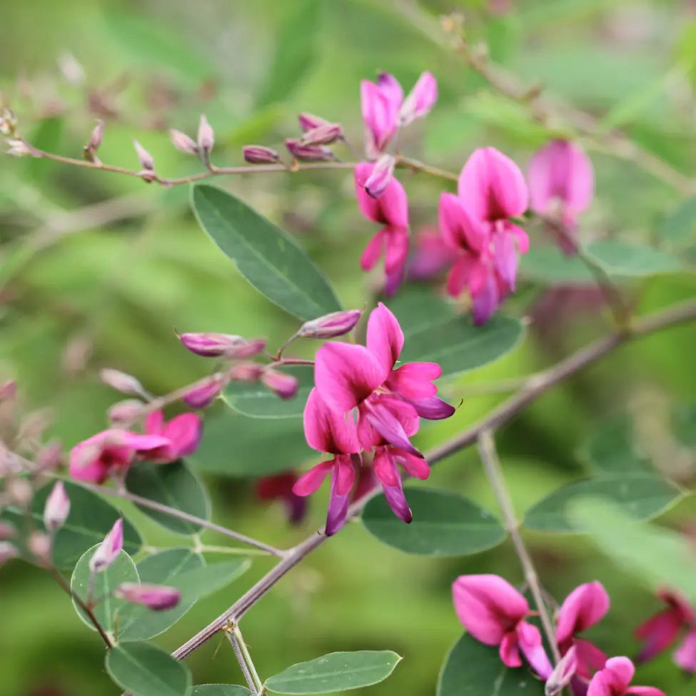 Lespedeza thunbergii – arbustul de matase cu lastari arcuiti si flori roz-violet