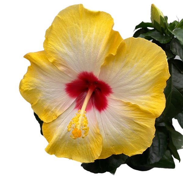 Hibiscus Hawaii "Long Life" Surf