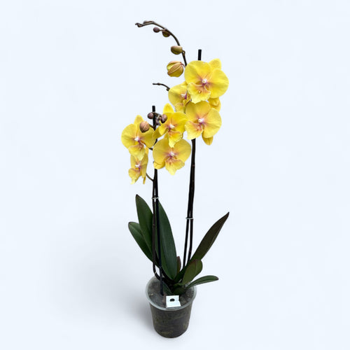 Phalaenopsis Manta Palau stor läpp