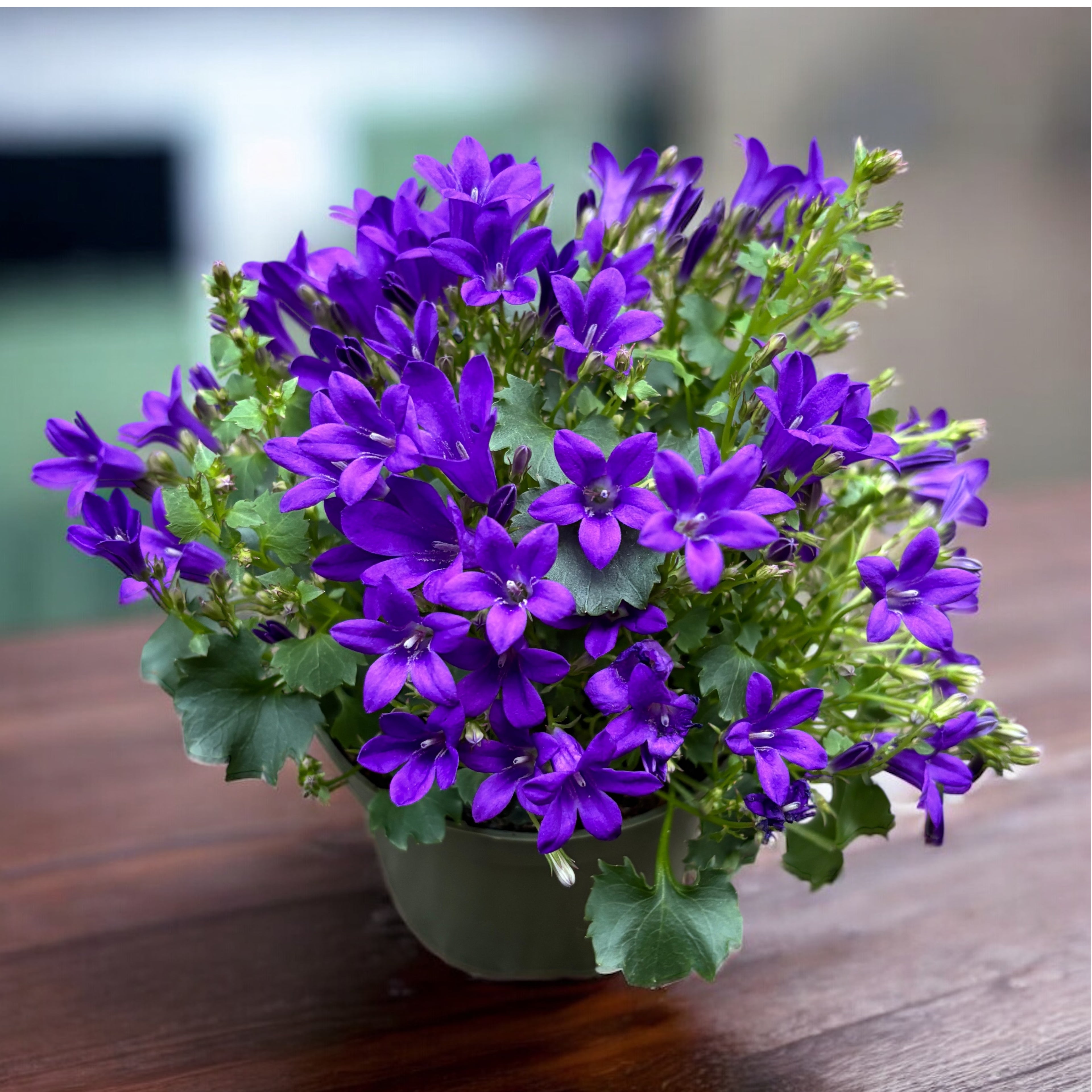 Campanula portenschlagiana ‘Dark Blue Get’ - perena curgatoare cu flori albastre, ideala pentru gradina si jardiniere