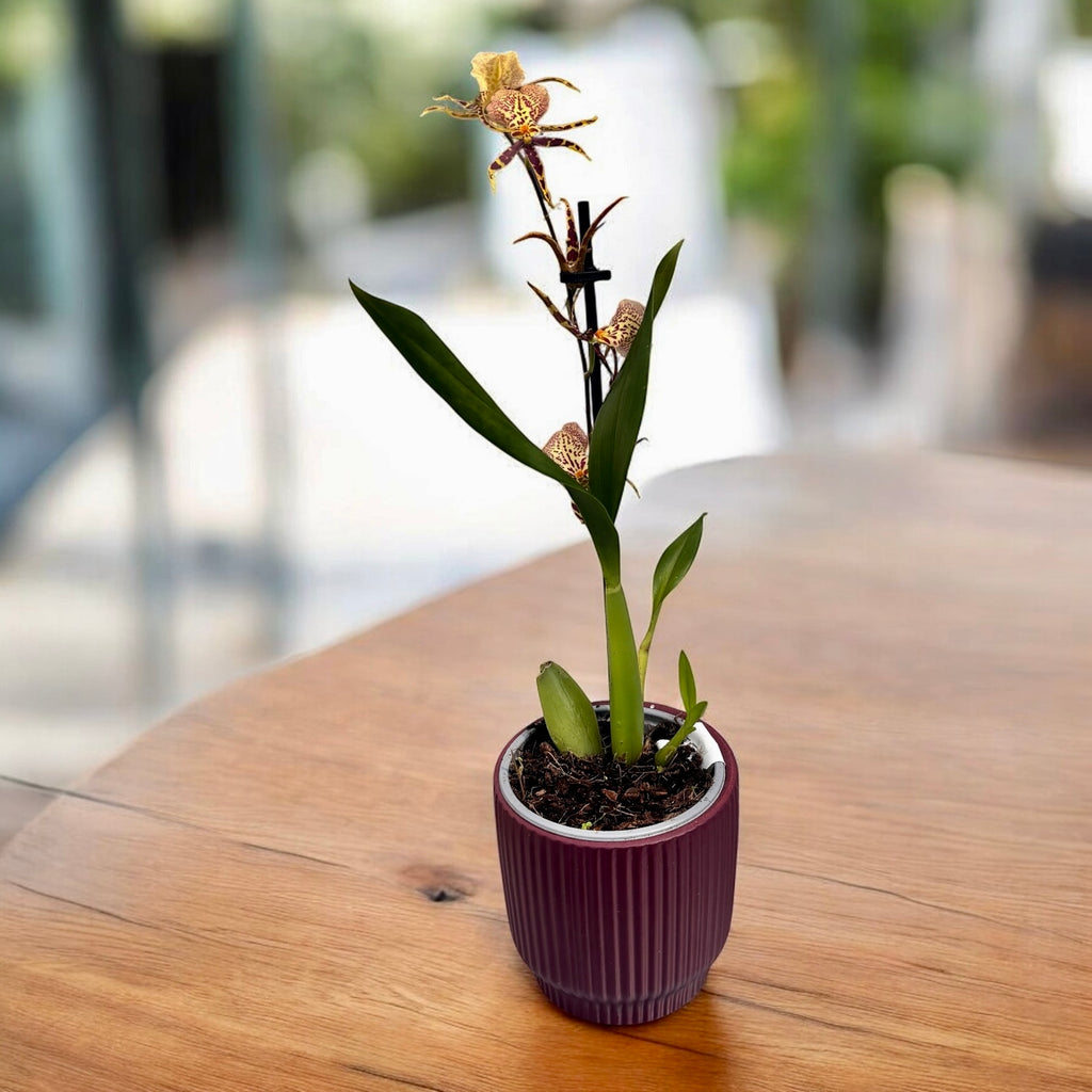 Oncidium (Cyrtocidium) Holm’s Wizard var. #02 - fleurs intensément parfumées