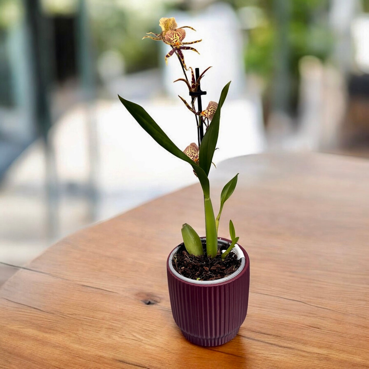 Oncidium (Cyrtocidium) Holm’s Wizard var. #02 - fleurs intensément parfumées