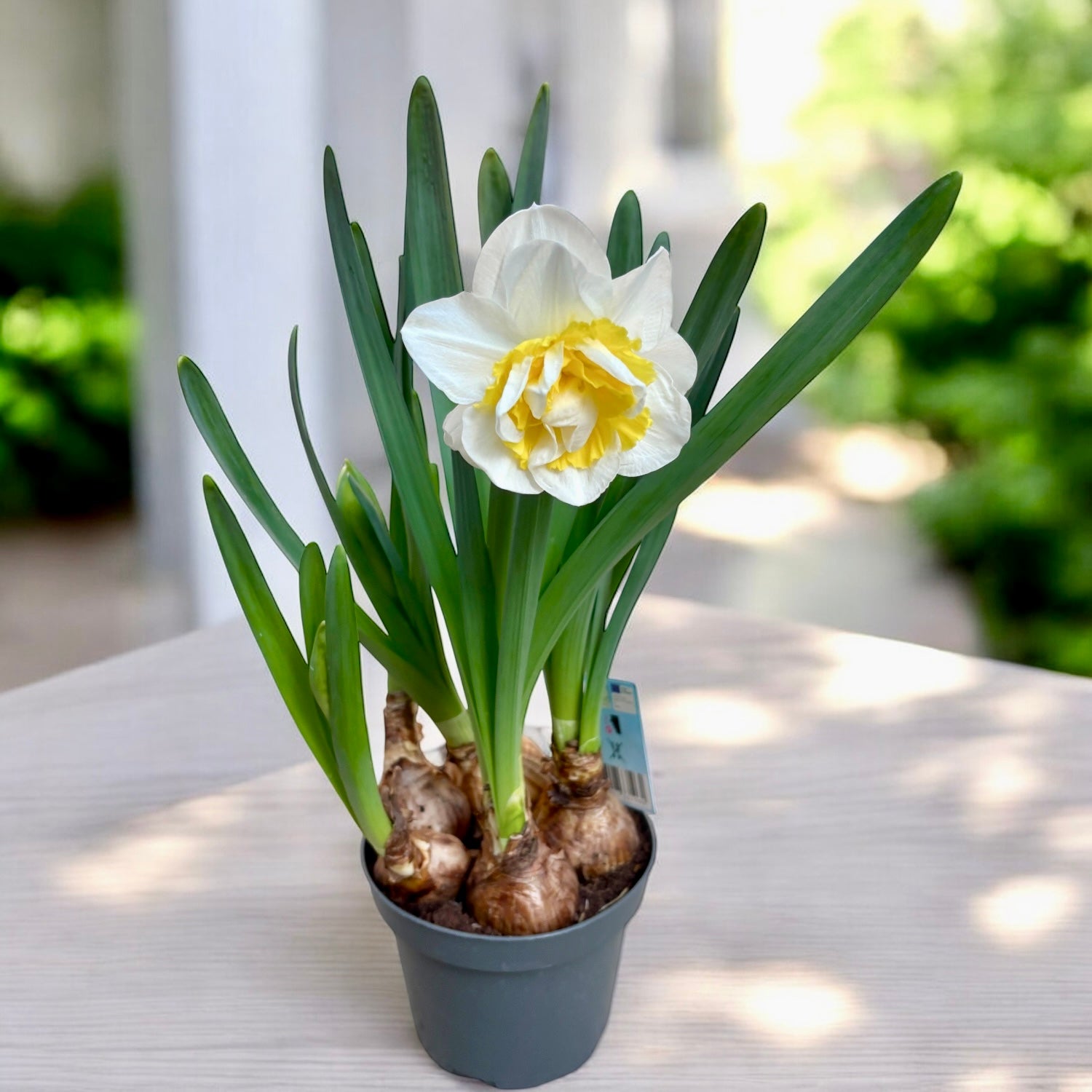 Narcise cu flori duble XL, puternic parfumate - Narcissus 'Westward'