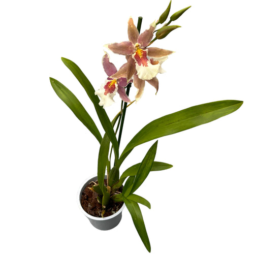 Aliceara (Beallara)