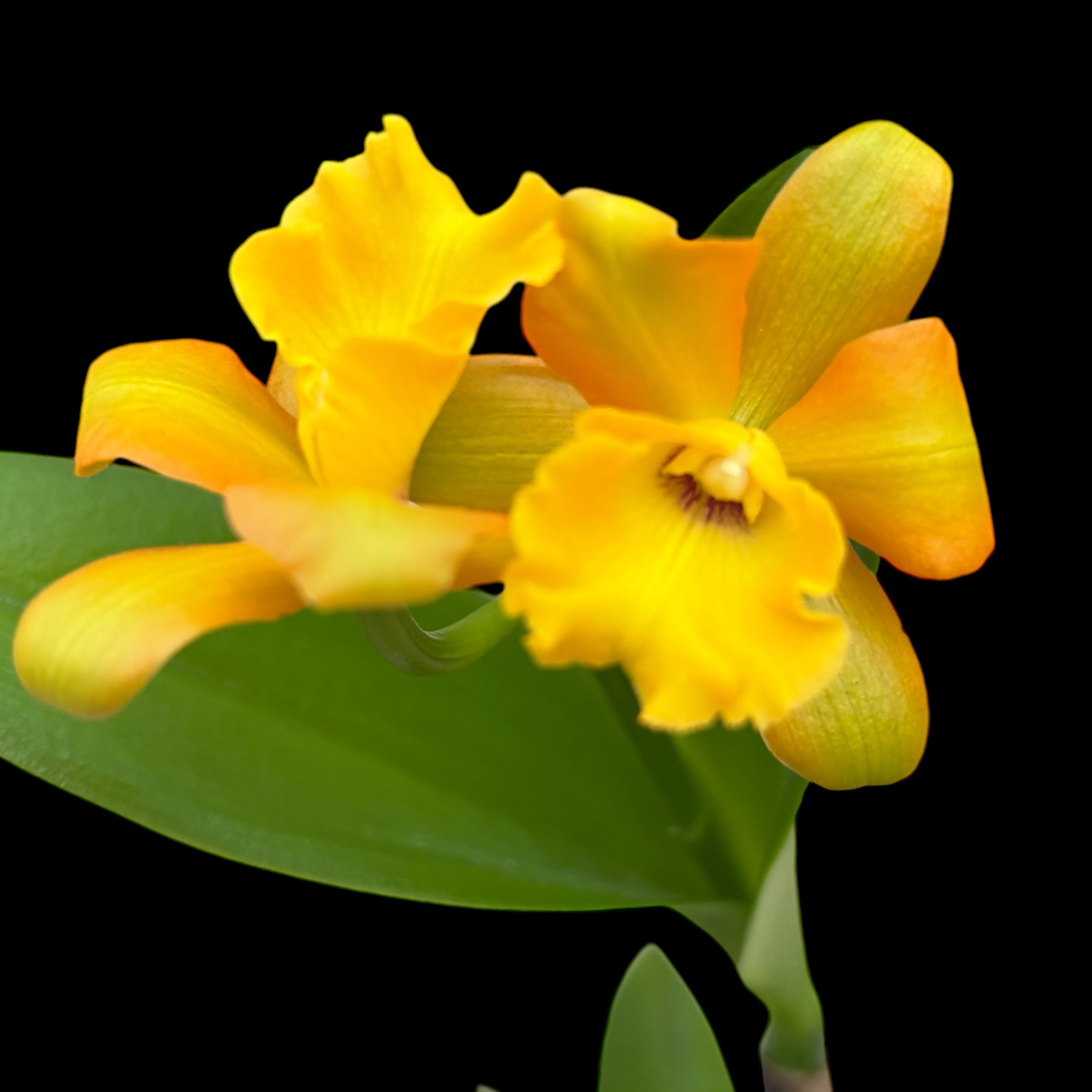 Rth. Ahchung Yoyo 'Sparking' - flori parfumate