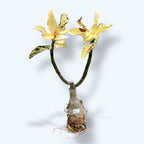 Adenium obesum 'Spot Lilium' (variegated)