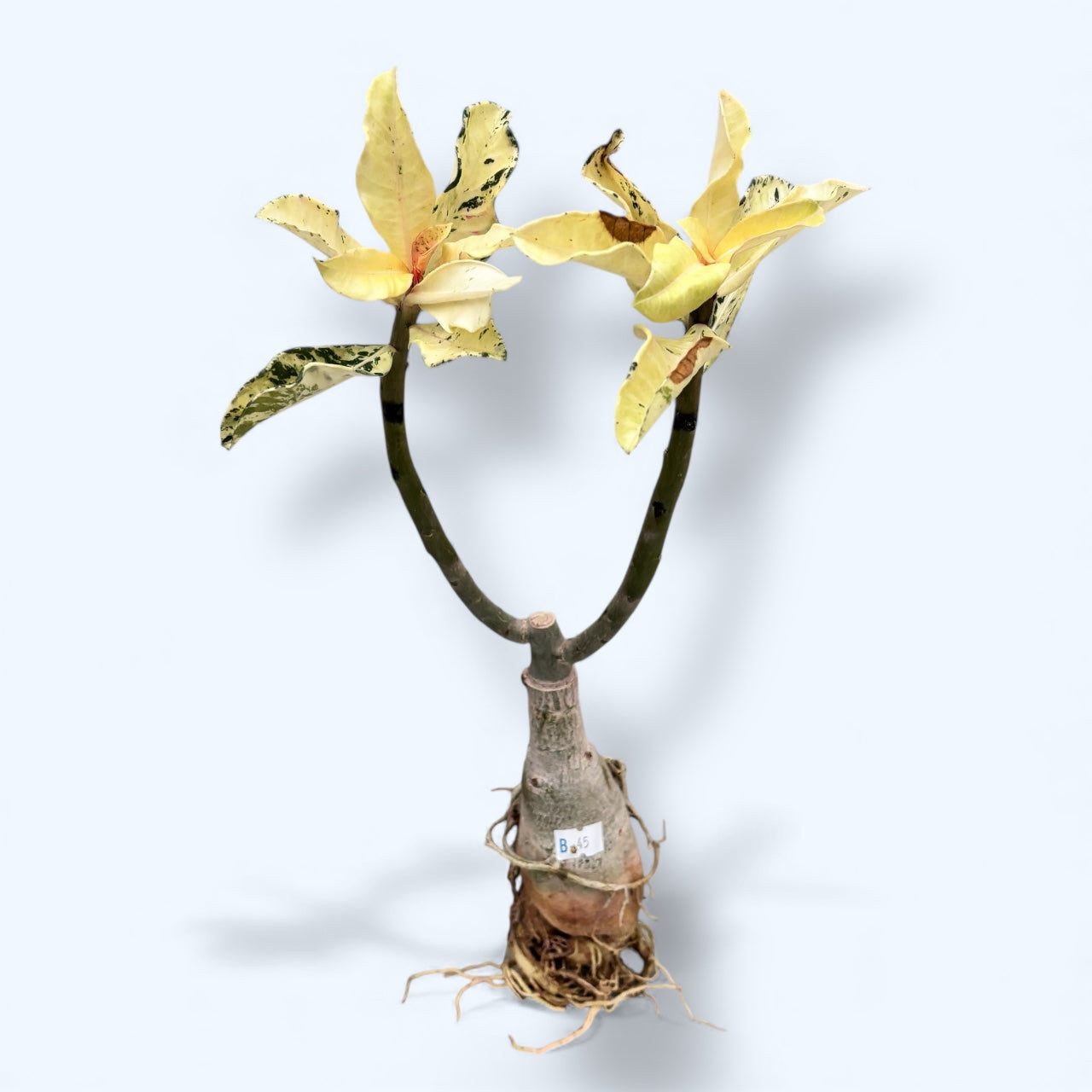 Adenium obesum 'Spot Lilium' (variegated)