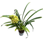 Cymbidium Paddy Green
