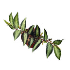 Pellionia Repens (Trailing Watermelon Begonia) D8