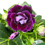 Sinningia Brocade Violet - Gloxinie Sonata mit doppelter violetter Blüte