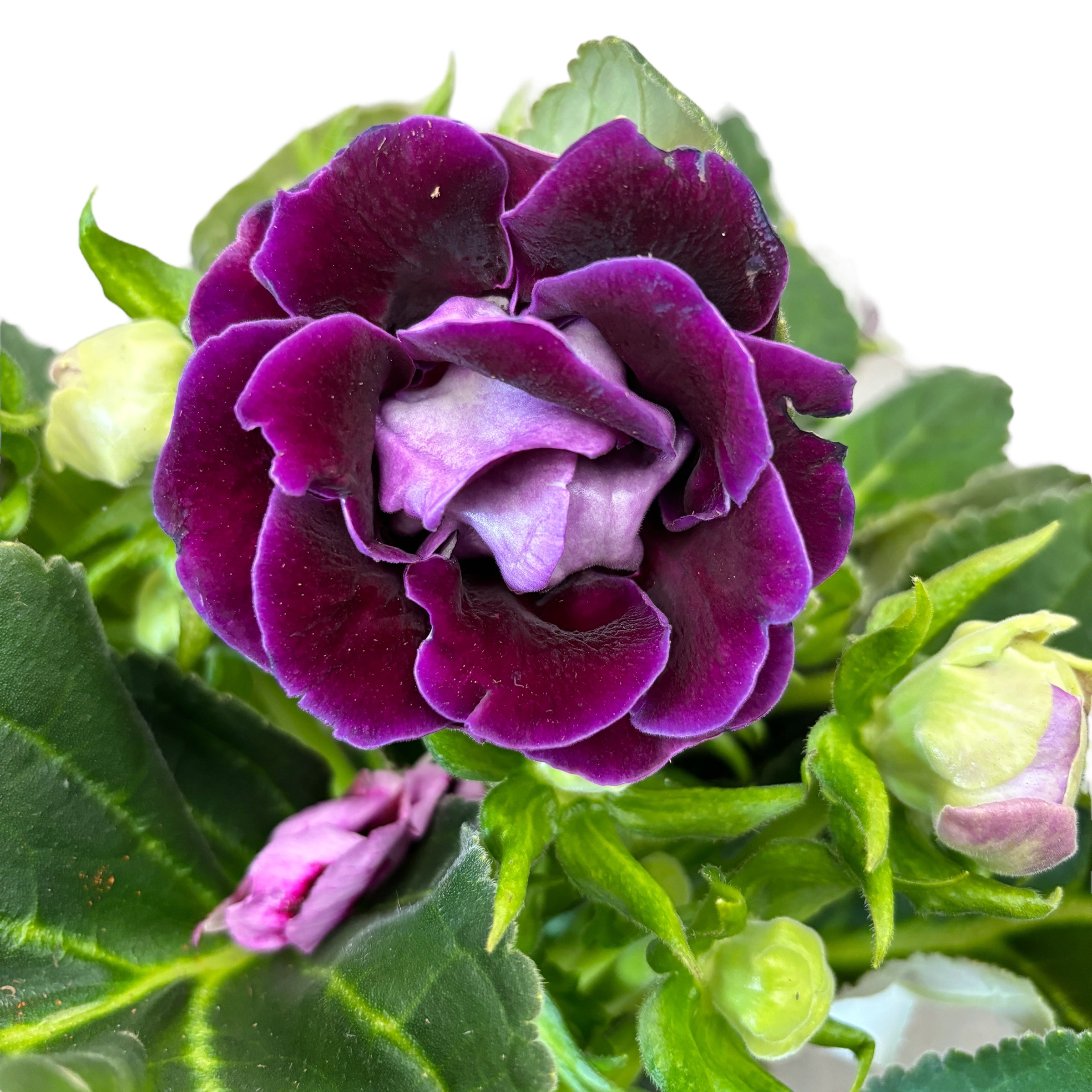 Sinningia Brocade Violet - Gloxinia Sonata cu floare dubla mov