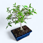 Bonsai Malpighia – bonsai tropical cu frunzis lucios si fructe decorative