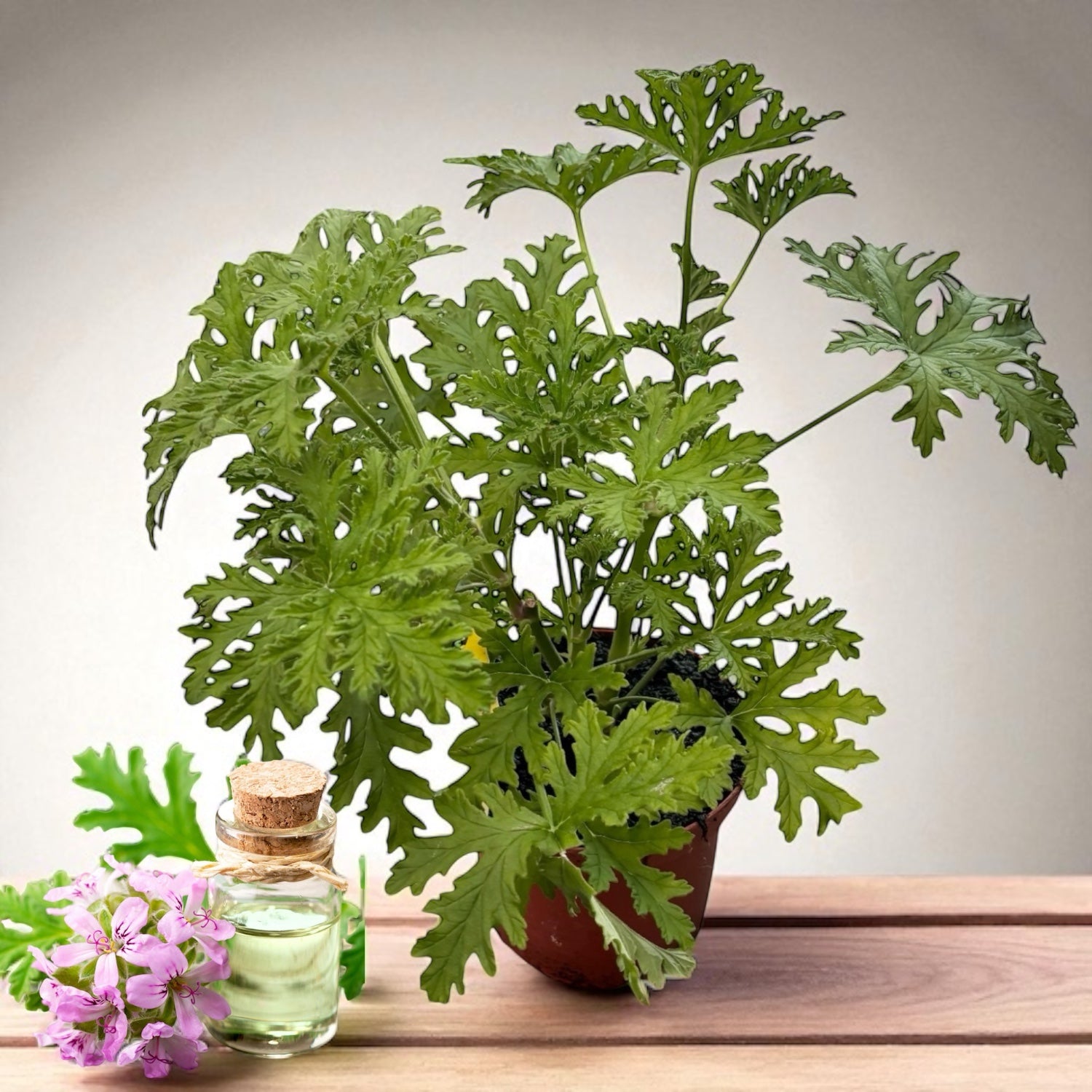 Muscate parfumate antitantari - Pelargonium graveolens 'Lemon' (Indrusaim) D15