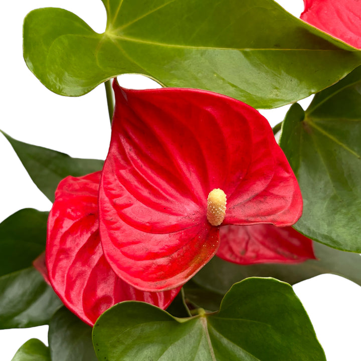 Anthurium 'Casparo Red’