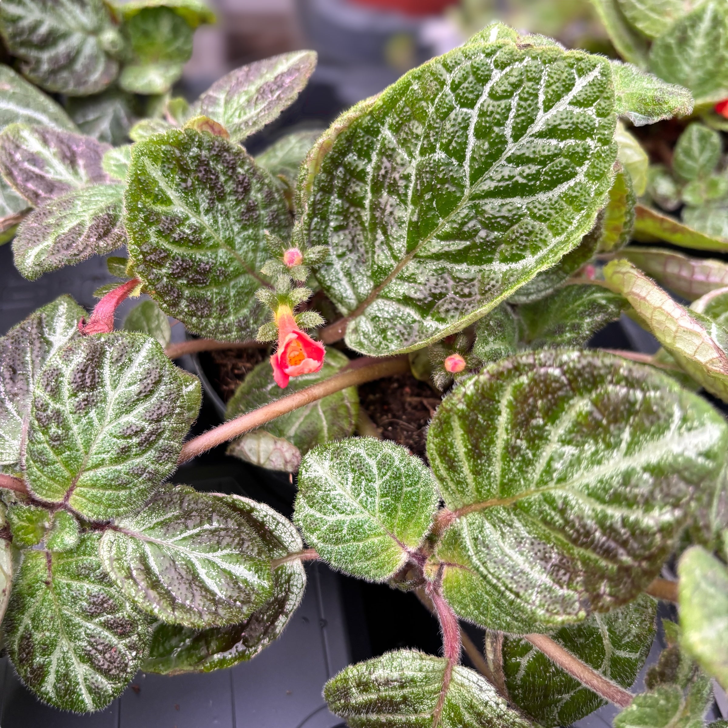 Episcia cupreata 'Aloha Mauna Loa'