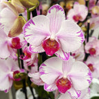 Phalaenopsis Fong Tien's Amapearl 'Cone Pearl
