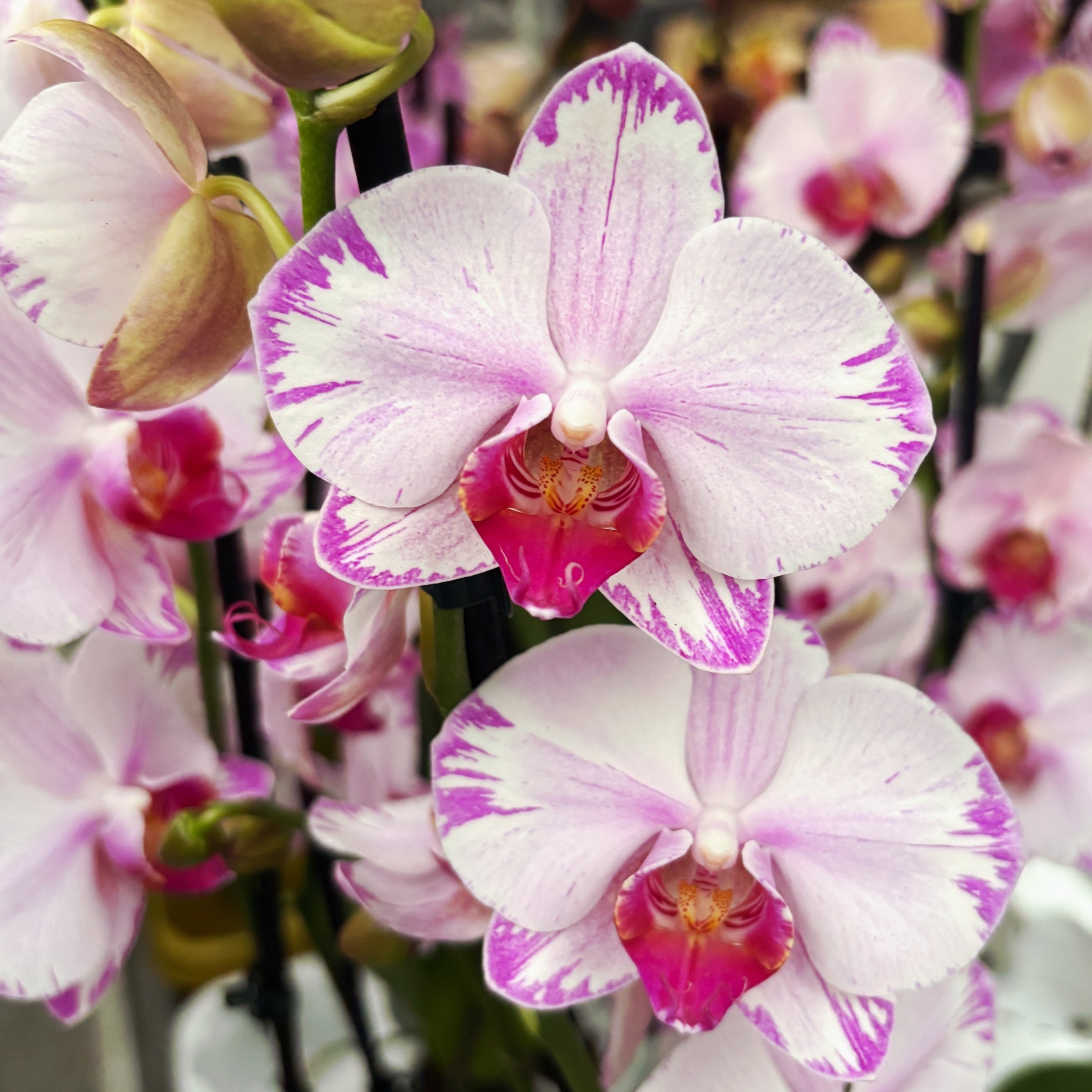 Phalaenopsis Fong Tien's Amapearl 'Cone Pearl
