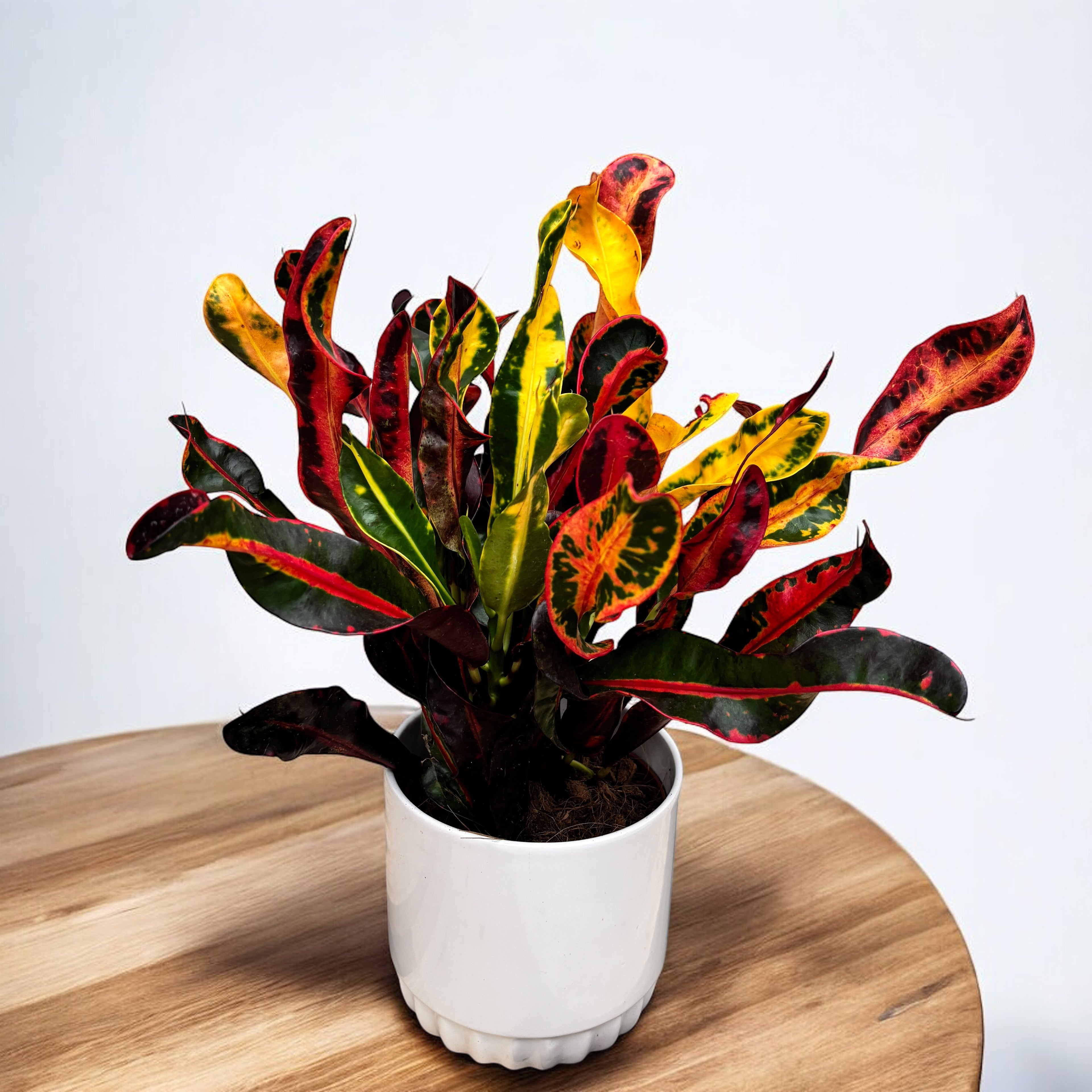 Codiaeum variegatum ‘Mammi’