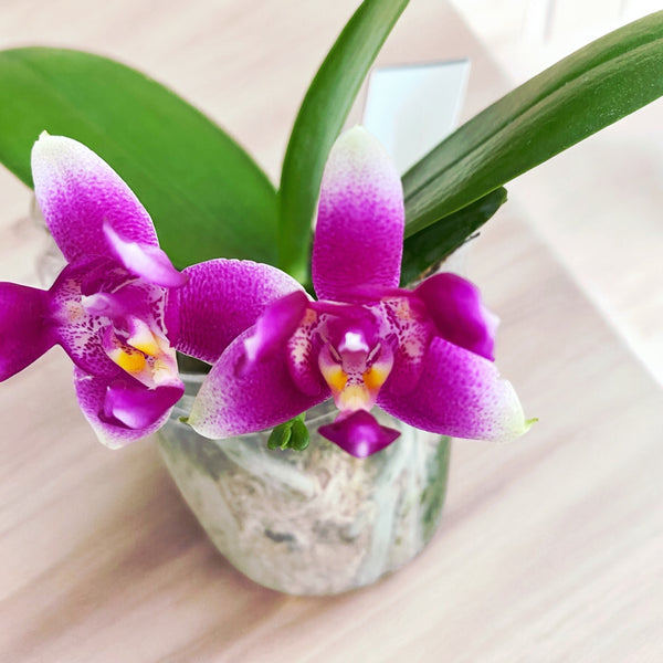 Phalaenopsis Vio Vio 'Cat Face' (pelorisch) - intensiv duftend