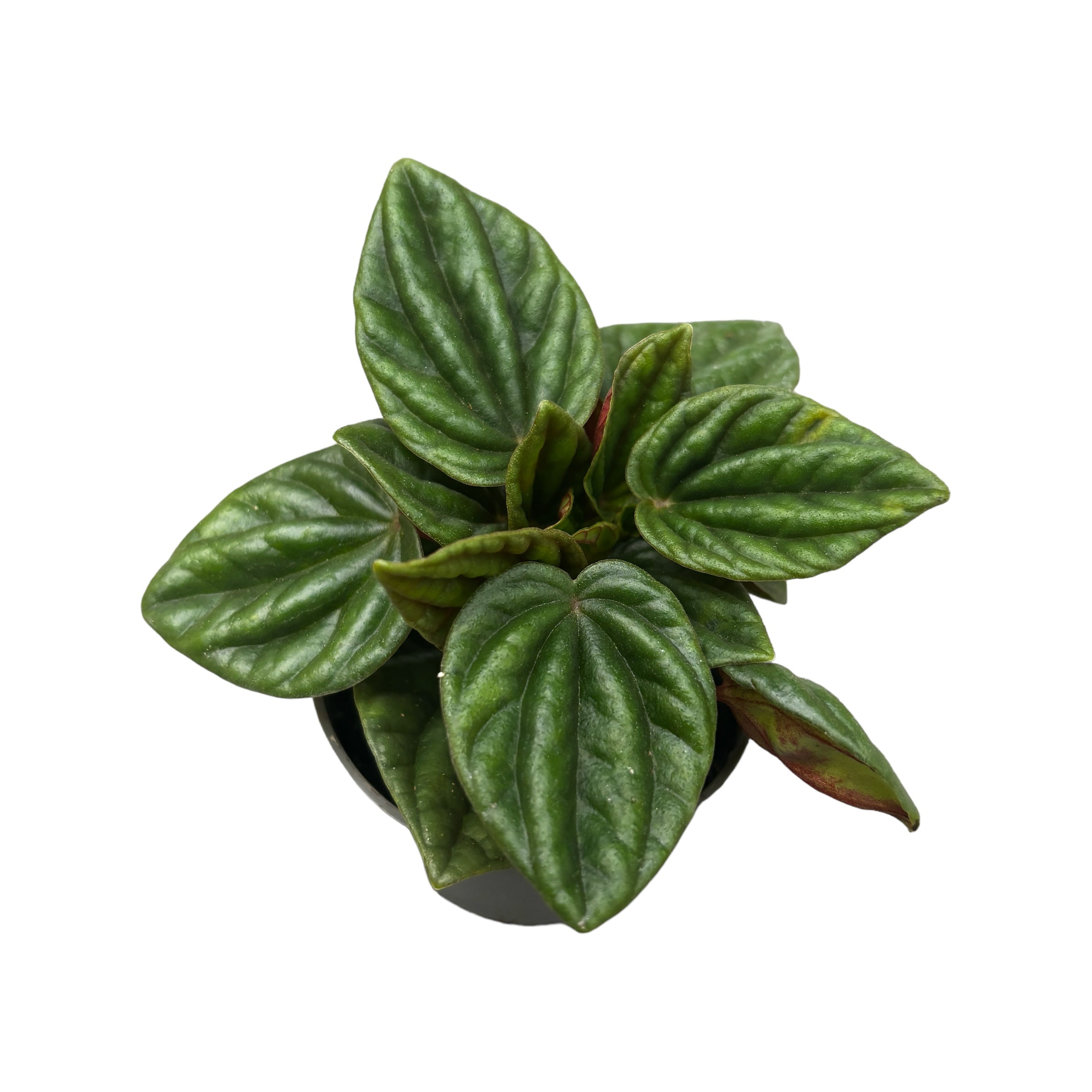 Peperomia caperata 'Amazonas' (babyplant)