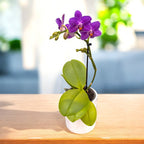 Phalaenopsis Vanilla Blue