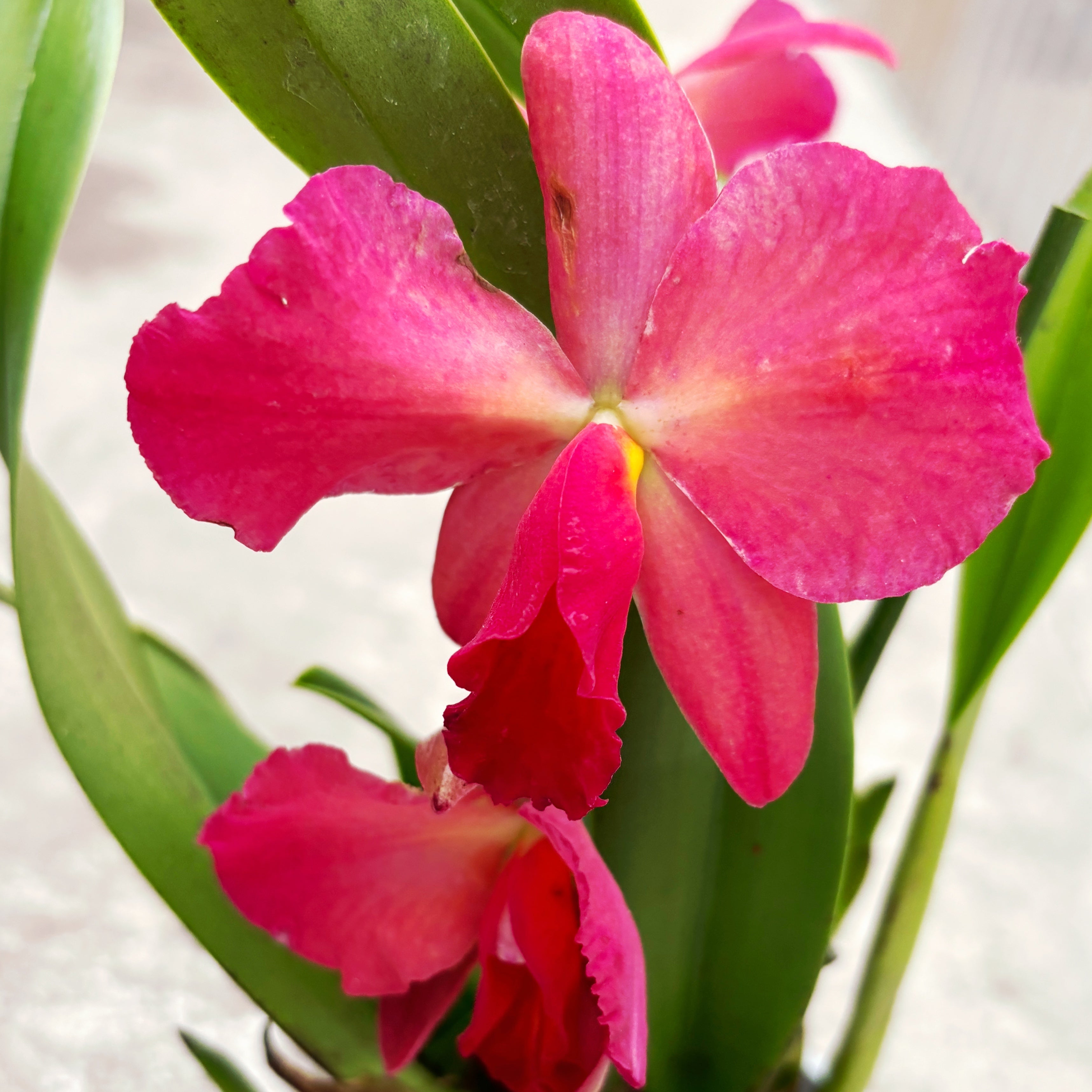 Cattleya #04