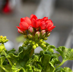 Muscata trandafir - Pelargonium Royal Rosebud 'Red Pandora'