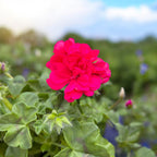 Pelargonium peltatum 'Royal Hot Pink' (hängande muscatapelargon med dubbla rosa blommor)