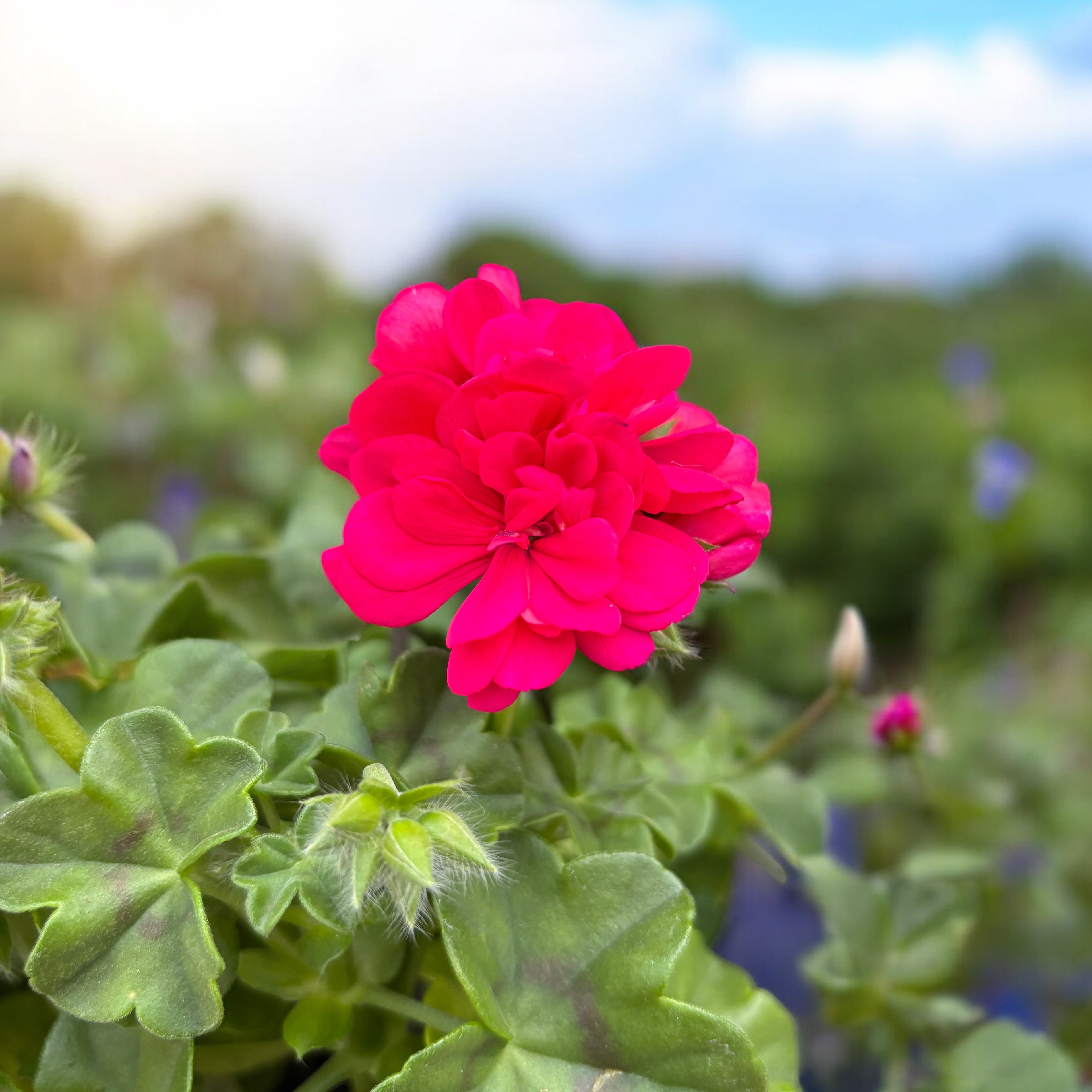 Pelargonium peltatum ‘Royal Hot Pink (muscata curgatoare cu flori duble roz)