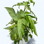 Epipremnum pinnatum ‘Baltic Blue Mint Variegata’ XL