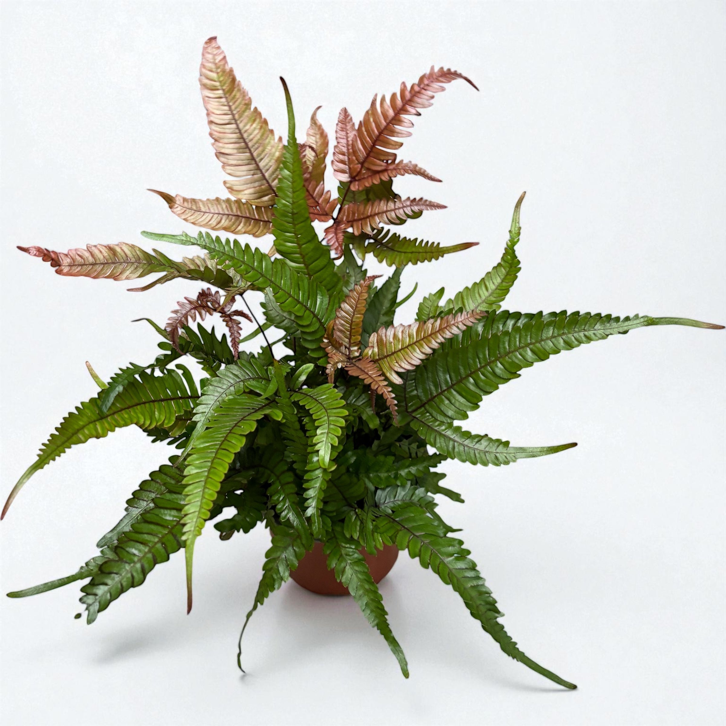 Pteris quadriaurita 'Tricolor (Painted Brake Fern) - feriga exotica cu frunzis tricolor, ideala pentru interior