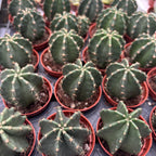 Echinocereus subinermis
