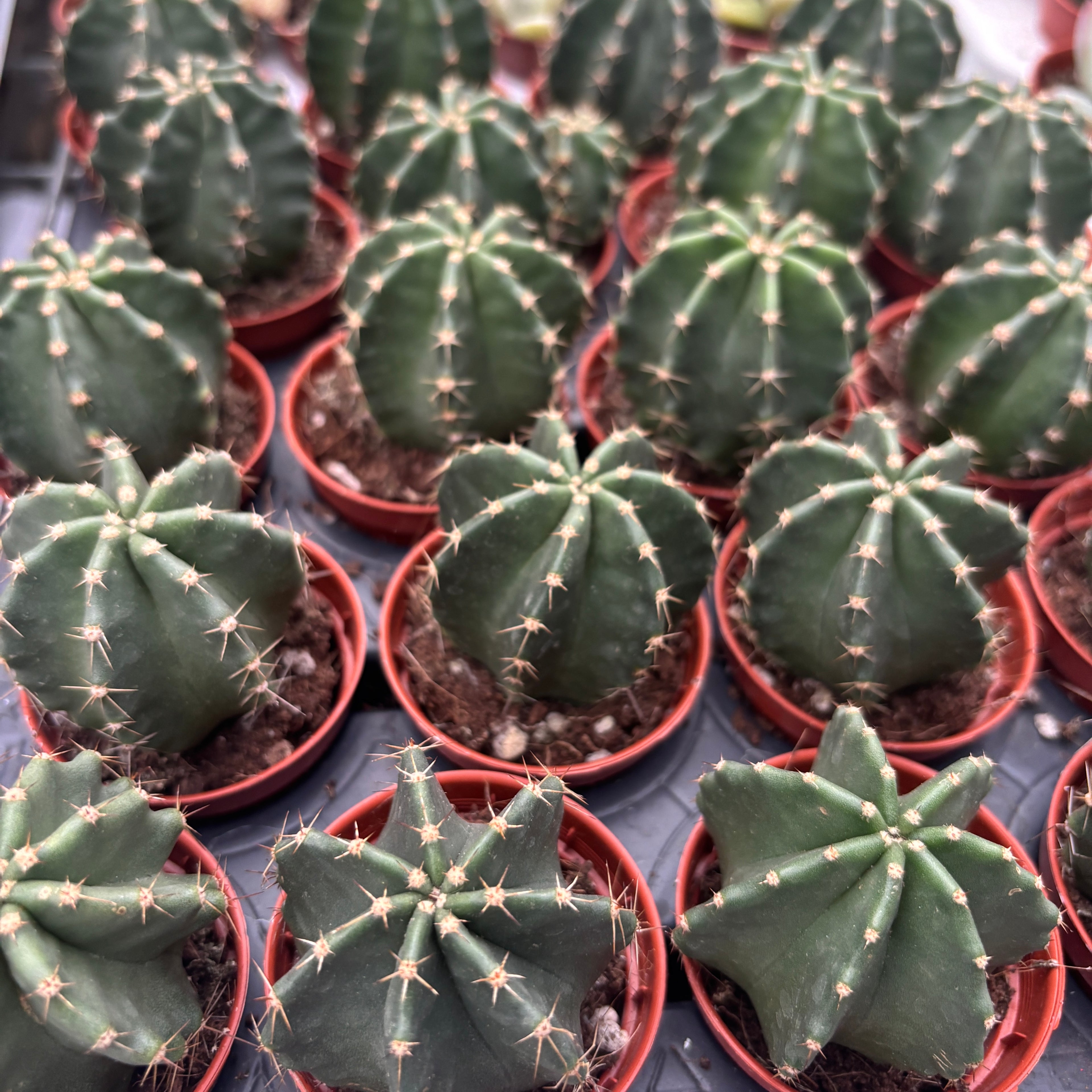 Echinocereus subinermis