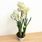 Narcise cu flori duble, puternic parfumate - Narcissus 'Bridal Crown'