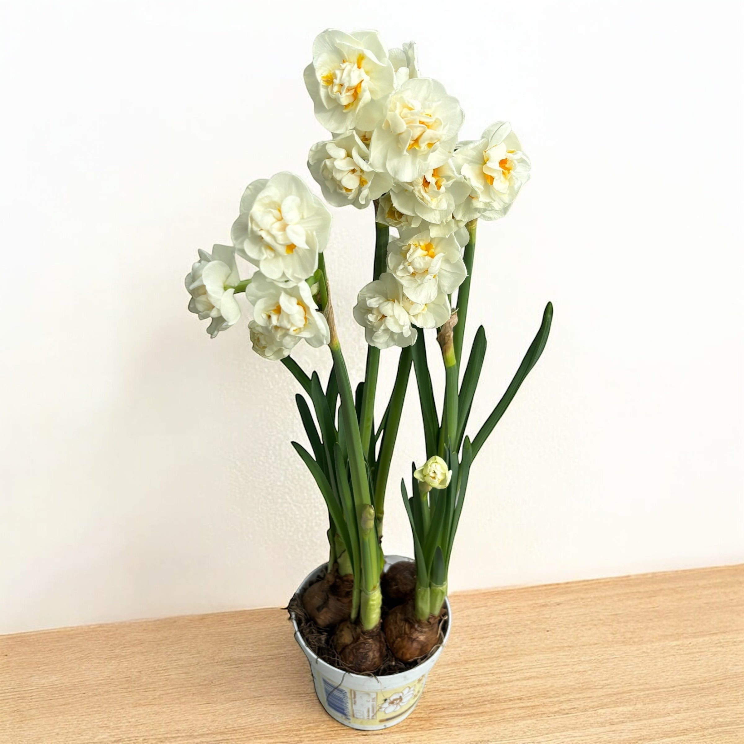 Narcise cu flori duble, puternic parfumate - Narcissus 'Bridal Crown'