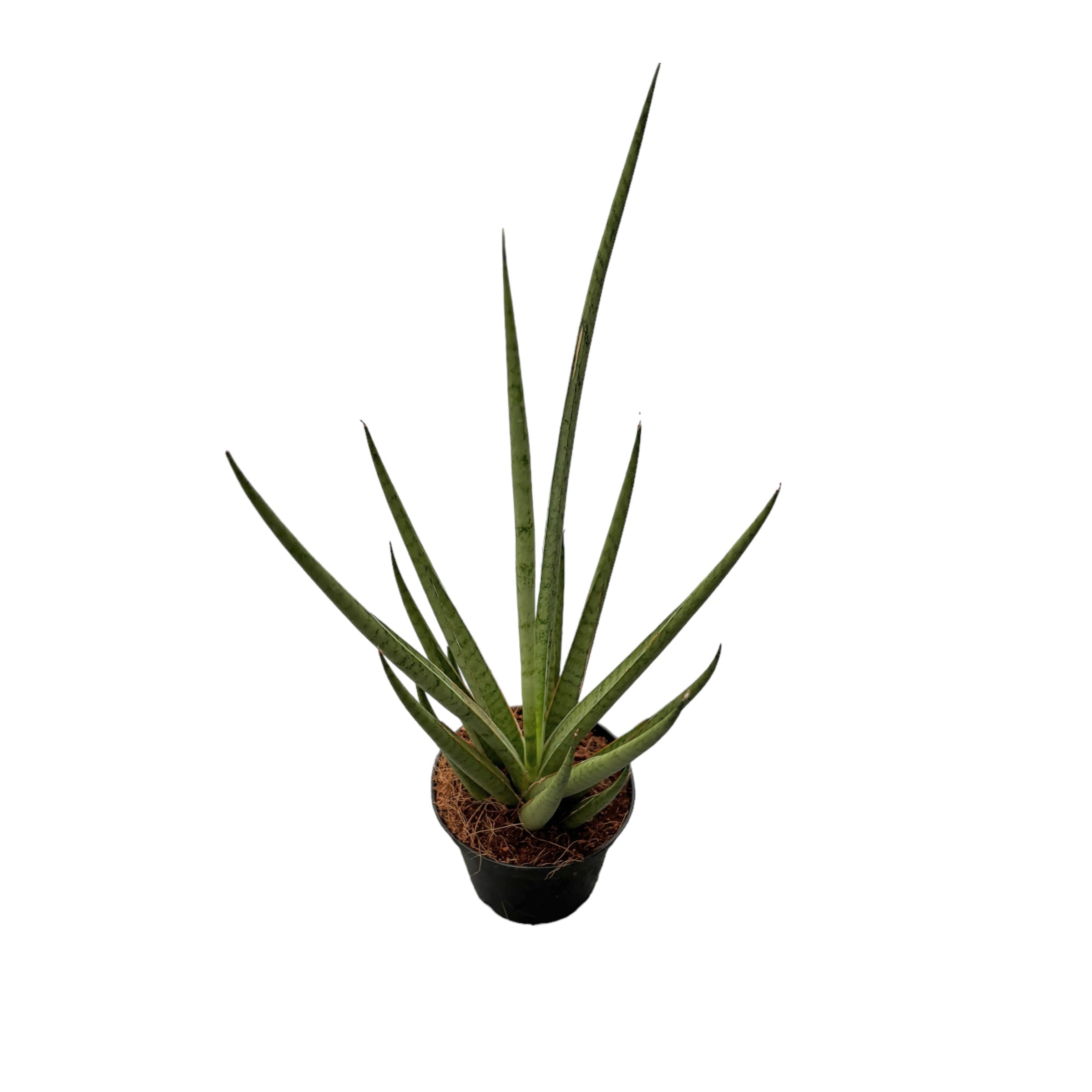 Sansevieria cylindrica 'Medusa' D7