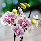 Phalaenopsis Bounty grande labbro