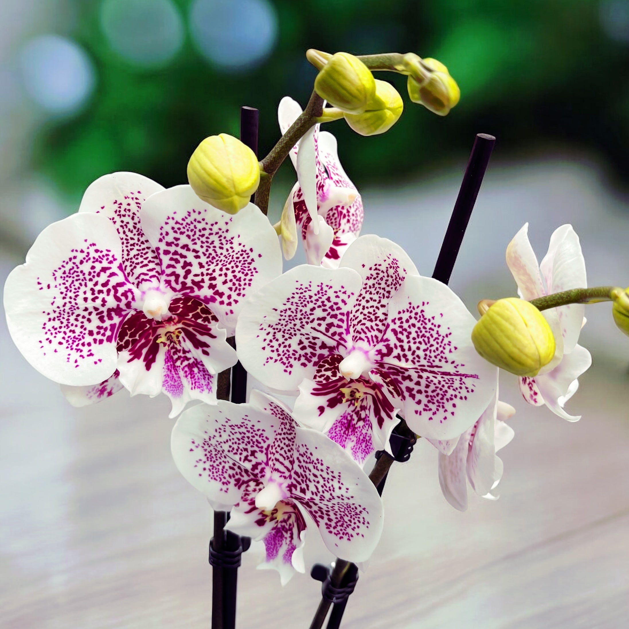 Phalaenopsis Bounty big lip