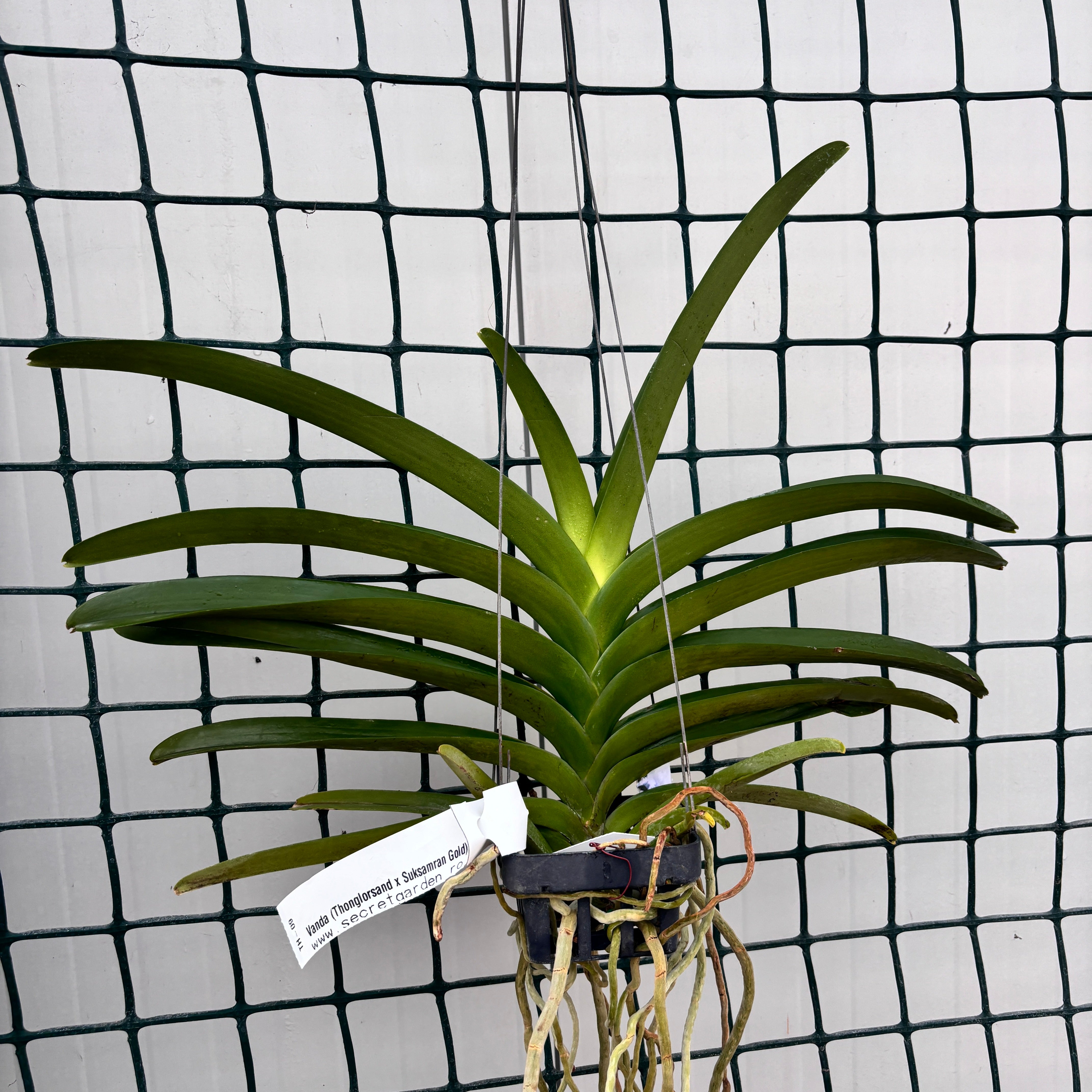Vanda (Thonglorsand x Suksamran Gold) – Secret Garden Plant Shop