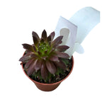 Sempervivum 'Lone Star' (szúrós kövirózsa)