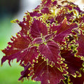 Coleus ‘Crown Jewel’ - urzicuta regala cu frunzis burgundy si margini aurii