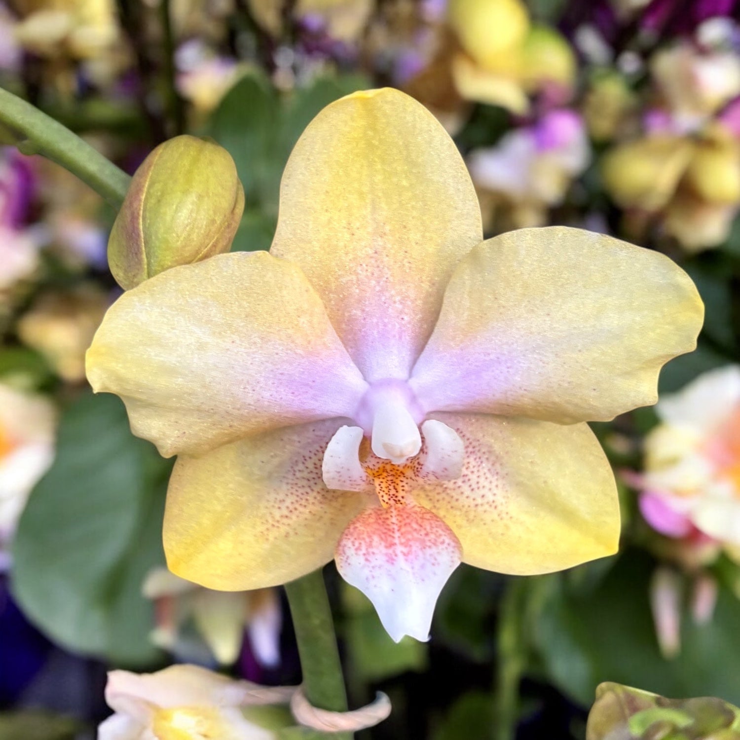 Phalaenopsis Bronze Buddha ‘Lemon’ (Bolgheri Lemon) – orhidee cu flori parfumate in nuante solare