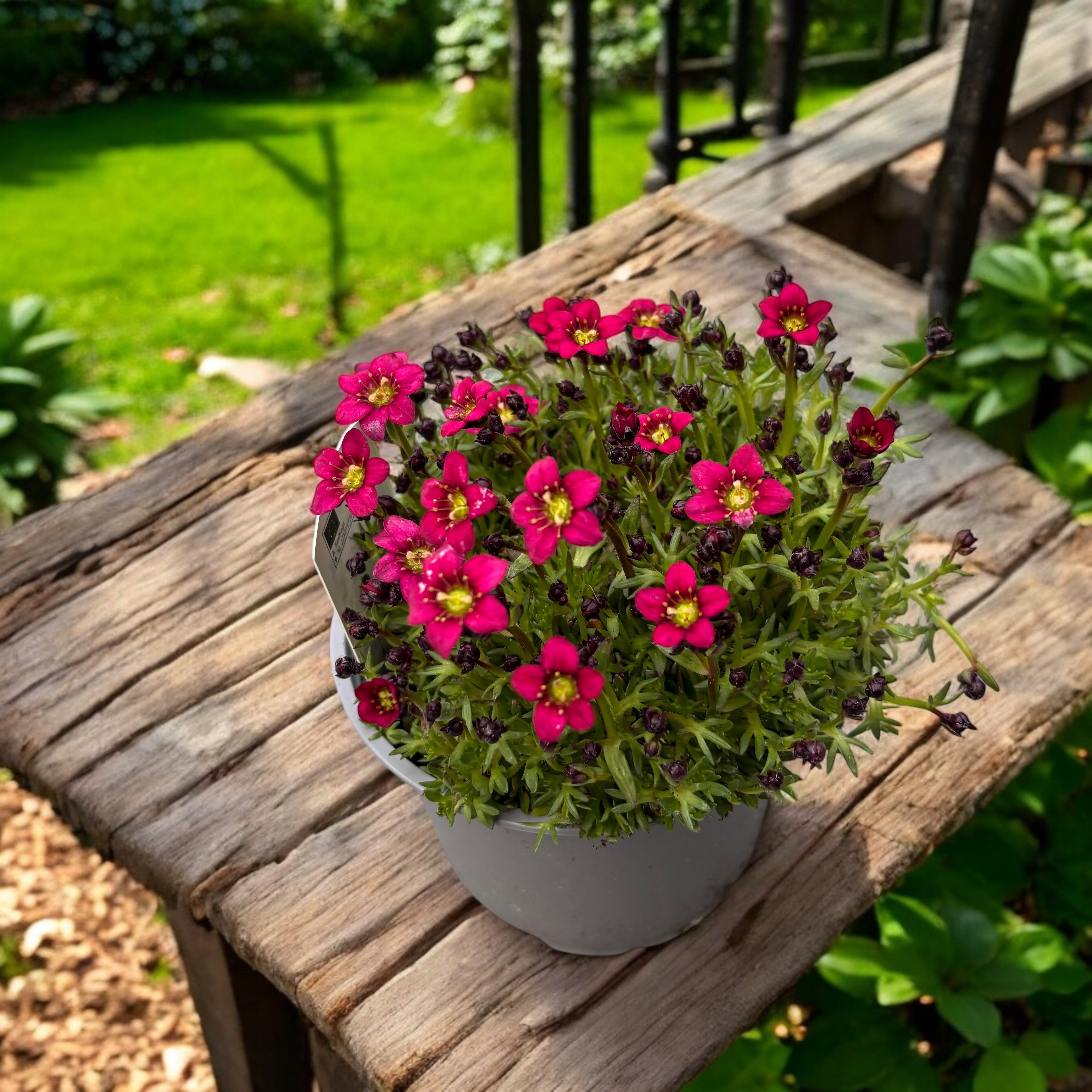 Saxifraga x arendsii 'Touran Scarlet'