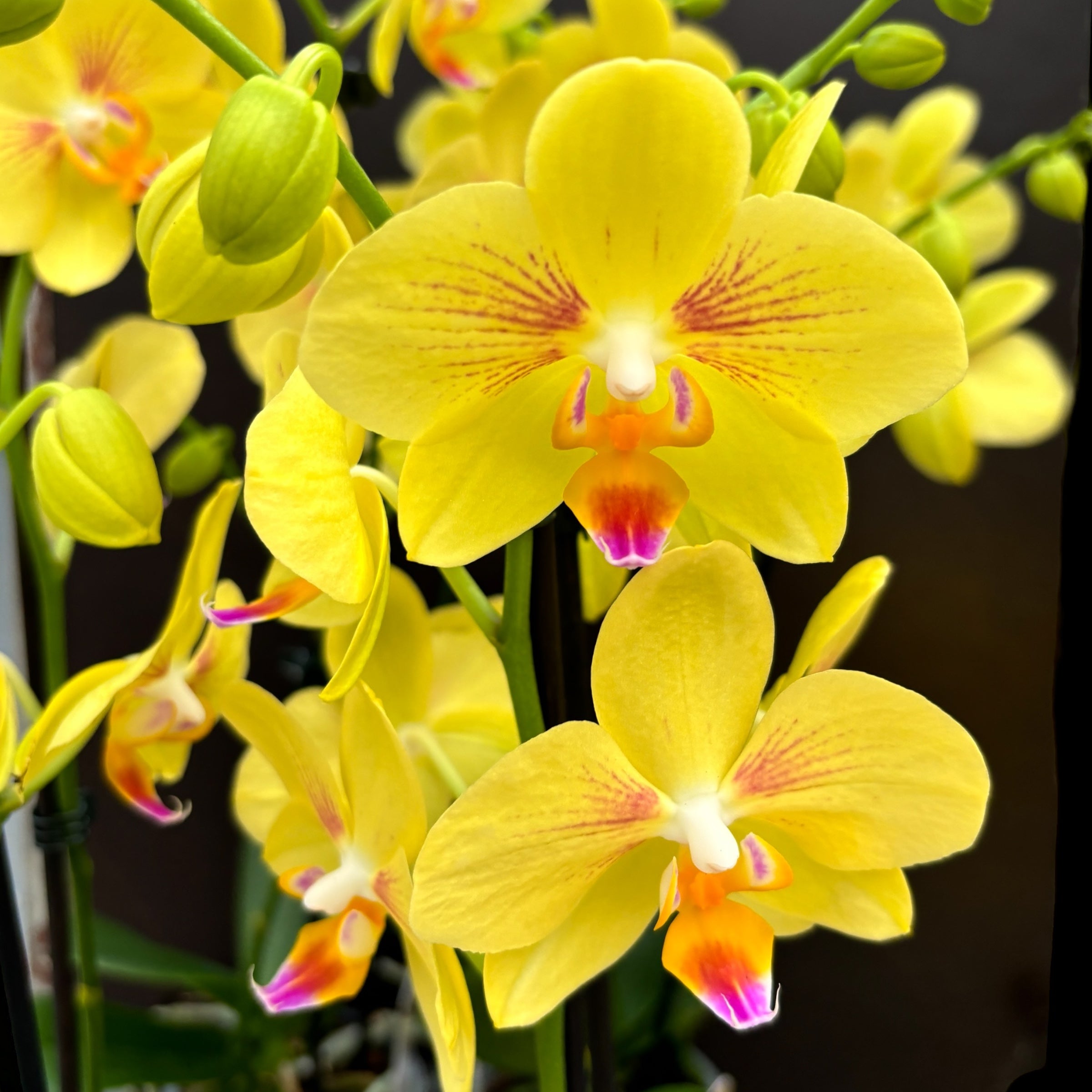 Phalaenopsis Inti Sun