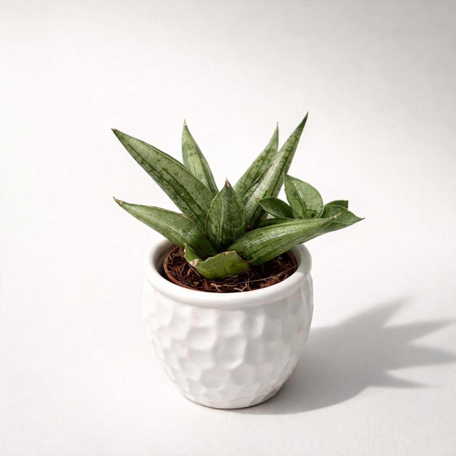 Sansevieria ‘Helios’ D5