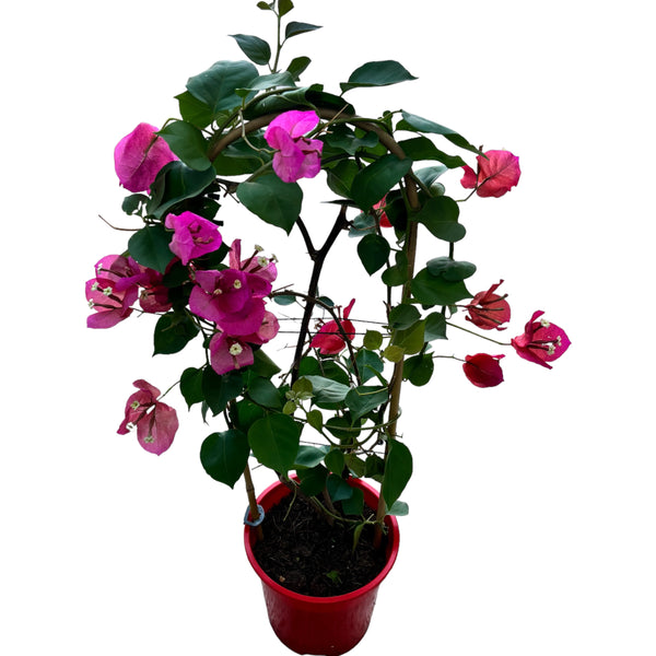 Bougainvillea – rosarote Papierblume