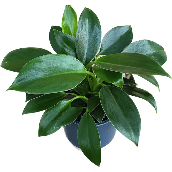 Philodendron Green Princess (Strauch)