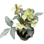 Helleborus sternii ‘Silver Dollar’ (Róża Bożonarodzeniowa, Cierń)
