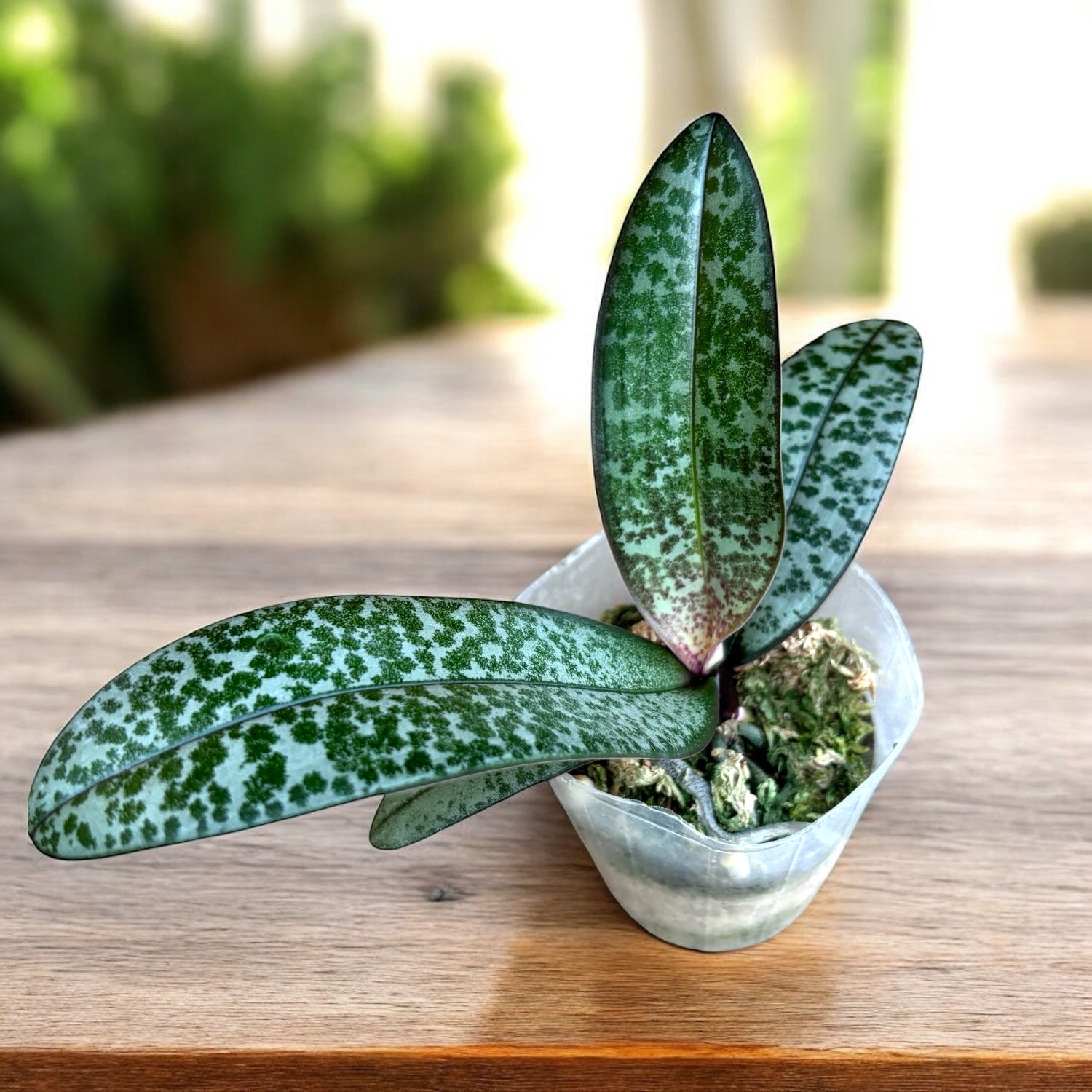 Phalaenopsis schilleriana - flori parfumate