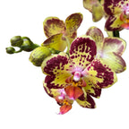 Phalaenopsis Strawberry Cake